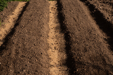 Farmer planting seeds into fertile soil, closeup with space for text. Gardening time