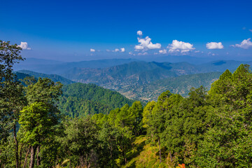Pine tree forest  on mountain slopes of Himalayas mountains of Binsar wildlife sanctuary at Almora, Uttarakhand, India. Sustainable industry, ecosystem and healthy environment concepts and background.
