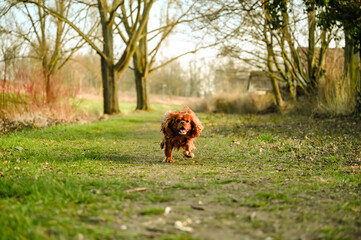 Cavalier King Charles Spaniel dog running across the meadow