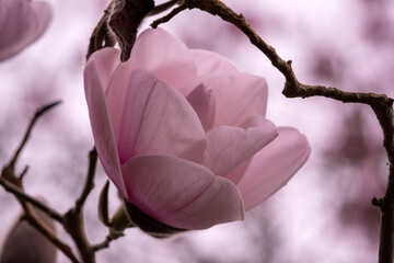 Magnolia blossom time in Ireland. March. 