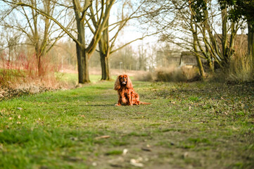 Cavalier King Charles Spaniel makes sit on the meadow