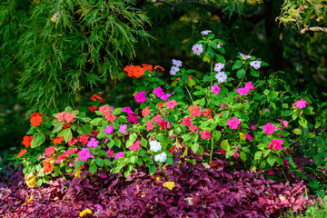 Large garden pot with vivid pink, red and white Impatiens walleriana flowers known as  busy Lizzie, balsam, sultana, or impatiens, in full bloom in a summer garden.