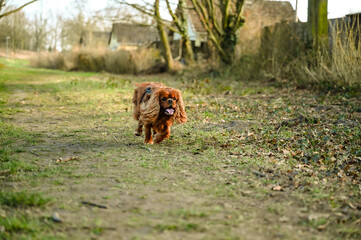 Cavalier King Charles Spaniel dog running across the meadow