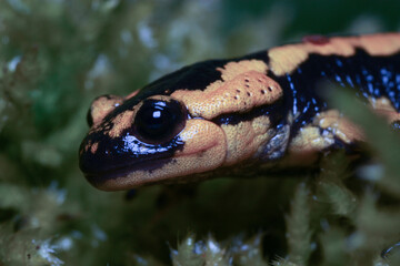 A juvenile of fire salamander