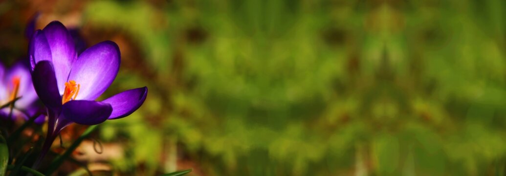 krokusse gl&uuml;ckwunschkarte banner
