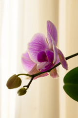 Beautiful bud of lilac orchid on a light background.Purple decorative flower in a pot. Floral photo wall-paper.