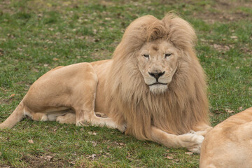 Löwe, Wildkatze, Afrika