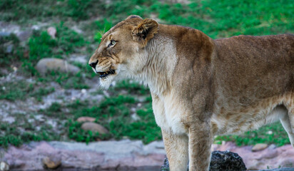 Lion / Lioness in the grasslands
