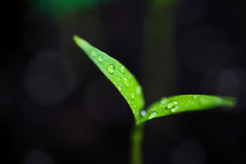 Macro closeup of isolated sprouting wet young green chili plant with water drops on brown growing...