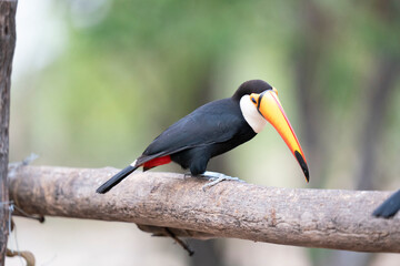 The Toco toucan (Ramphastos toco)