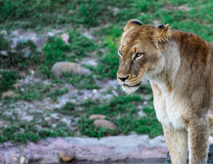 Portrait of a lion / Lioness 