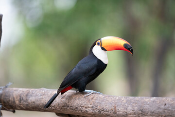 The Toco toucan (Ramphastos toco)