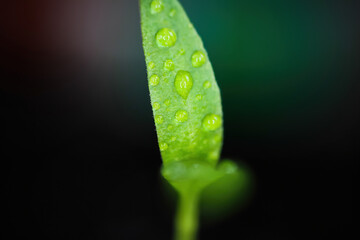 Macro closeup of isolated sprouting wet young green chili plant with water drops on brown growing...