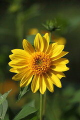 Helianthus