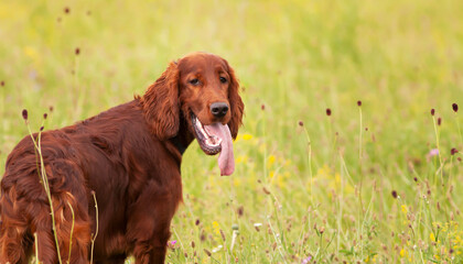 Happy smiling cute irish setter pet dog puppy listening ears and panting. Spring, summer walking concept.