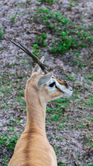 Obraz premium antelope in the grass / gazelle 