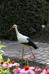 Storch