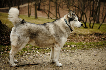 Pies siberian husky w czasie spaceru w parku. - obrazy, fototapety, plakaty