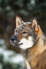 portrait of a female dog of the Japanese shikoku breed
Beautiful dog walks in snowy forest