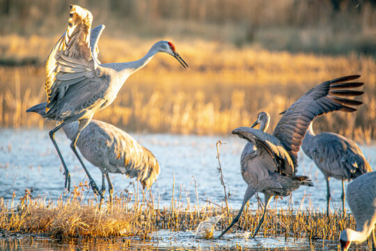 Sandhill Cranes and Snow Geese Goose Takeoff at Sunrise at Bosque del Apache Nature Preserve in New Mexico - bird flock behavior in courting and territoriality