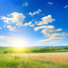 wheat fields at sunset, landscape of harvest.