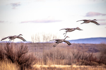 Sandhill Cranes and Snow Geese Goose Takeoff at Sunrise at Bosque del Apache Nature Preserve in New Mexico - bird flock behavior in courting and territoriality