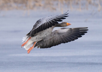 Greylag goose or graylag goose (Anser anser).