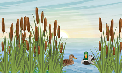 A pair of mallard ducks swim in the river in the reeds. Wild waterfowl Anas platyrhynchos. Realistic vector landscape © AnnstasAg