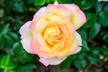 Large green bush with one fresh vivid yellow rose in full bloom and green leaves in a garden in a sunny summer day, beautiful outdoor floral background photographed with soft focus.