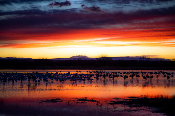 Fototapeta na wymiar Sandhill Cranes and Snow Geese Goose Takeoff at Sunrise at Bosque del Apache Nature Preserve in New Mexico - bird flock behavior in courting and territoriality