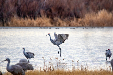 Sandhill Cranes and Snow Geese Goose Takeoff at Sunrise at Bosque del Apache Nature Preserve in New Mexico - bird flock behavior in courting and territoriality