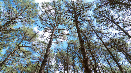 trees in the sky