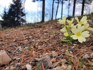 spring flowers in the forest