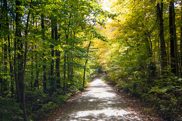 Fototapeta premium Fall in Gatineau Park - Bright sunlight filters through the trees into the forest. While most trees in the area have changed color in autumn, these trees remain mostly green with some yellow