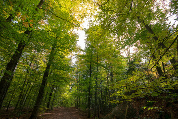 Fall in Gatineau Park - Bright sunlight filters through the trees into the forest. While most trees in the area have changed color in autumn, these trees remain mostly green with some yellow