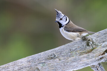 Crested tit