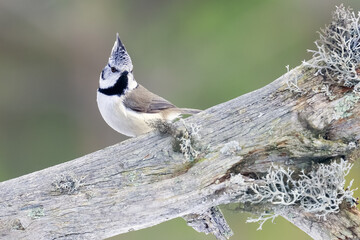 Crested tit