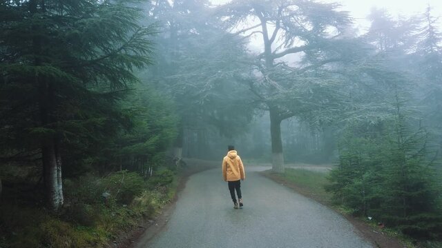 A guy wearing yellow jacket walking inside forest full of cedar (cedrus) trees ,in asphalt road and foggy weather , in chrea - algeria .