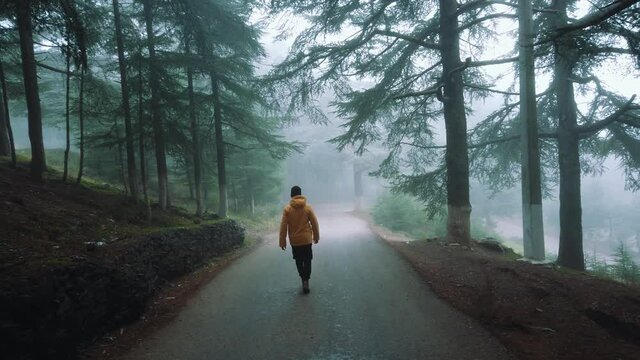 A guy wearing yellow jacket walking inside forest full of cedar (cedrus) trees ,in asphalt road and foggy weather , in chrea - algeria .