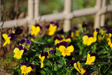 hornveilchen  am gartenzaun