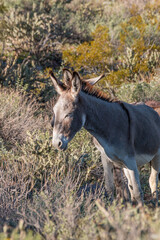 Wild Burro in the Arizona Desert