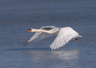 Fototapeta premium Mute swan starts its escape from a frozen lake in Sweden.