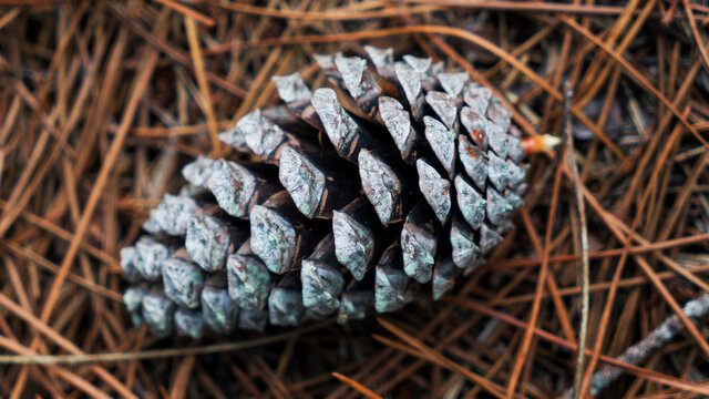 pine cones. pines cones. pi&ntilde;a. arbol. pinocha. forest. woods.