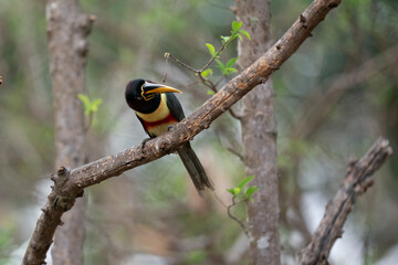 The Collared aracari- or Collared araçari toucan (Pteroglossus torquatus) on branch