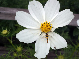 Obraz premium A striped fly landed on a white daisy 