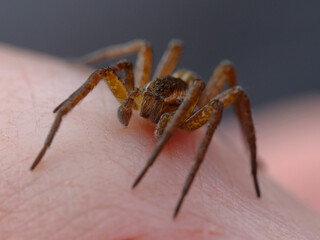 A brown spider sits on a human hand. Macro.
