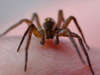 A brown spider sits on a human hand. Macro.