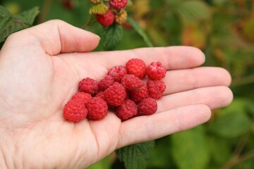 Wild raspberries in Norway