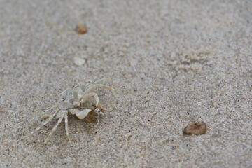 Ghost crab eating food on the beach in the morning. Animal and nature concept.