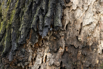 Rotten tree bark texture